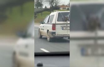 Köpeğin komik anları kamerada