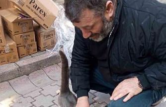 Köpeklerden kaçan kedinin imdadına itfaiye yetişti