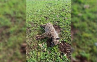 Köpeklerin saldırdığı sırtlan telef oldu