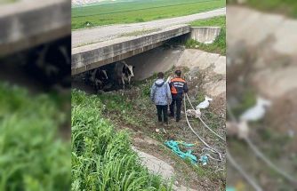 Köyden kaçan iki inek itfaiye ekiplerince yakalandı