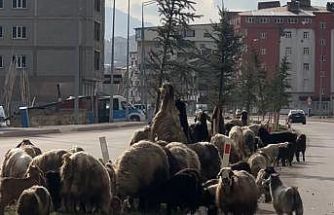 Koyunlar refüjde otladı, sürücüler bekledi