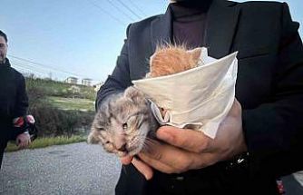 Küçük kızın duyarlılığı sayesinde 2 yavru kedi kurtarıldı