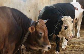 Kurbanlık alacaklara "yaş" uyarısı