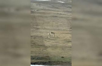 Kurt sürüsü arazide böyle görüntülendi