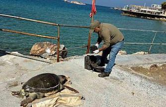 Kuşadası Körfezi’nde ‘deniz kaplumbağası’ alarmı