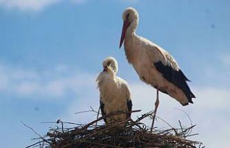 Kuşadası’nda 40 yıl sonra leylek sevinci