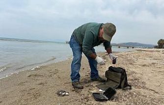 Kuşadası’nda iki deniz kaplumbağası ölü bulundu