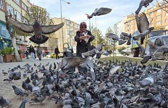 Kuşlara yem dağıtan yaşlı kadın onlarca güvercinin arasında kaldı