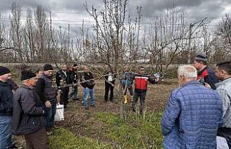 Kütahya’da meyve üreticilerine budama ve aşılama eğitimi