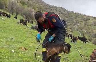 Kuyuya düşen keçiyi itfaiye kurtardı