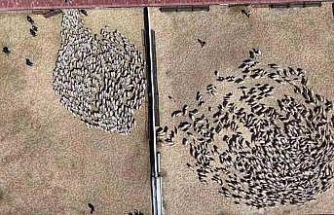 Kuzular anneleriyle buluştu, sevgi yumağı dron kamerasında