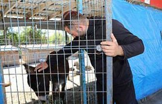 Mahalleye inen eşek ortalığı birbirine kattı