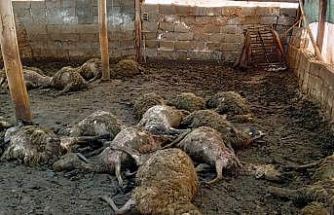 Malatya’da ağıla giren kurt 30 koyunu telef etti