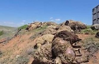 Malatya’da küçükbaş hayvan yüklü tır devrildi: 2 kişi yaralandı, 80 koyun telef oldu