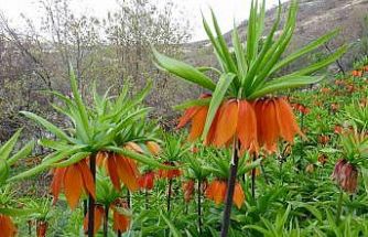 Malatya’da ters laleler doğayı renklendirdi