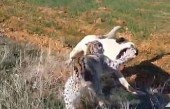 Malatya’da vaşak-köpek kavgası kamerada
