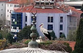 Menteşe’nin sadık misafirleri geldi, 30 yıllık gelenek bozulmadı