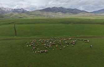 Meradaki koyunların yanına gelen sığırcık kuşları görsel şölen sundu