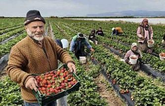 Mersin’de açıkta çilek hasadı başladı: İç pazarda kilogramı 65 ile 75 TL arasında