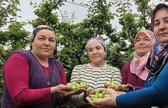 Mersin’de açıkta erik hasadı başladı, fiyatı 200 TL’ye kadar düştü