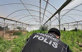 Mersin’de seraya baskın: Binlerce kök Hint keneviri ele geçirildi