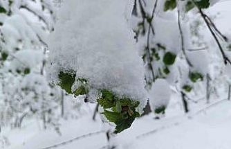 Meteorolojiden Ordu’da zirai don uyarısı