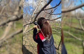 Meyve ağaçlarında budama çalışmaları devam ediyor