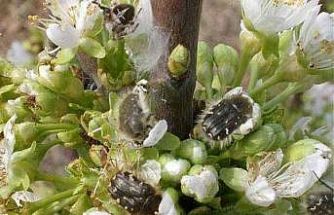 Meyve üreticilerine "bakla zınnı" zararlısı uyarısı