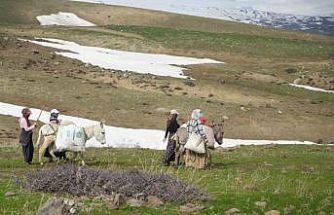 Muş’ta çiriş otu köylülerin geçim kaynağı oldu