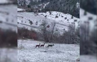 Nadir misafirler kar altında görüntülendi: Refahiye’de kızıl geyik heyecanı