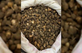 Nesli tehlike altındaki bitkinin yumrularını söken kişiye yarım milyonluk ceza