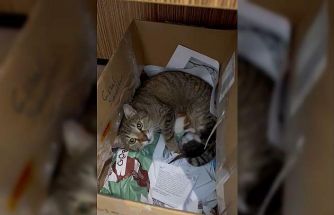 Okulun maskot kedisi yavrularını öğretmenler odasına taşıdı