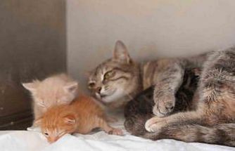 Ölümden dönen yavru kedilere süt anne kucak açtı