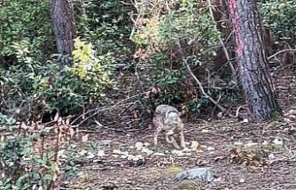 Önce karnını doyurdu, sonra gözden kayboldu
