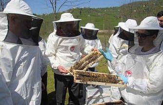 Ordu’da kraliçe arı hamlesi: Arıcılar hem üretecek hem satacak