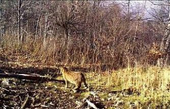 Ormanın gizemli sakini yaban kedisi görüntülendi