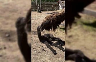 Ormanya’da doğan yavru deve için renkli kutlama