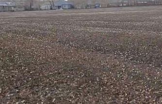 Özalp’te baharın müjdecisi çiğdemler açtı