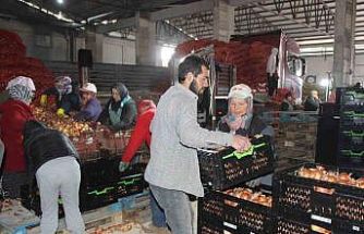 Pazarın en ucuzu soğan Amasya’dan Avrupa’ya gönderiliyor