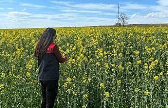 Pehlivanköy’de çiçek açan kanola bitkinin fizyolojik gelişimi incelendi