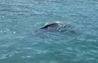 Rize’de nadir görülen deniz kaplumbağası balıkçının kamerasına yansıdı