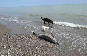 Sahile vuran ölü yunuslar tedirgin ediyor