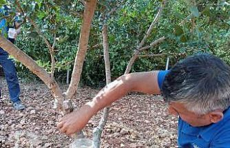 Sakız’dan farklı ürünler üretilmeye başlandı