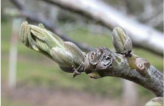 Salihli’de ceviz üreticilerine antraknoz uyarısı