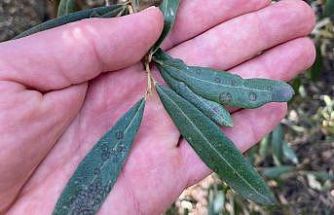 Salihli’de ‘Halkalı leke’ uyarısı