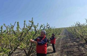 Salihli’de meyve üreticilerine ’Çil ve filiz güvesi’ uyarısı