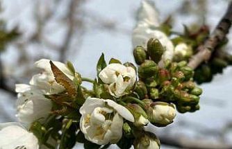 Salihli’de ‘Monilya’ tehlikesi