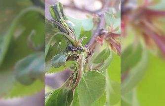 Salihli’de üreticiye kritik uyarı! Meyve ağaçlarında hastalık alarmı