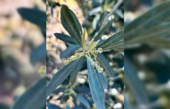 Salihli’de zeytin üreticilerine "Zeytin Pamuklu Biti" uyarısı