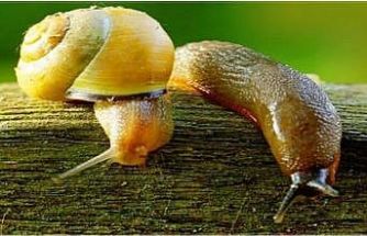 Salyangoz ve sümüklü böcek uyarısı